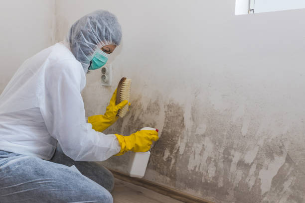 Best Black Mold Removal in Matteson, IL